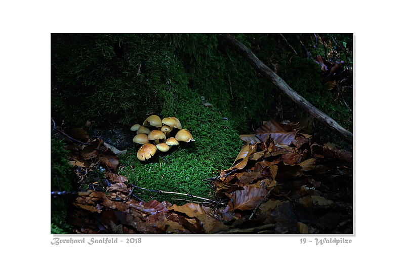 Bernhard Saalfeld - 19 - Waldpilze_800